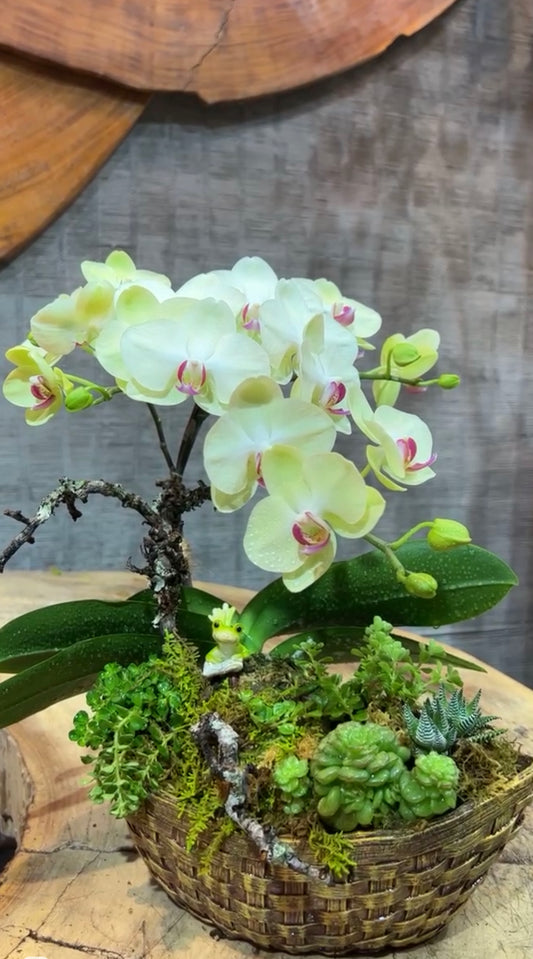 Tiny Cutie Garden