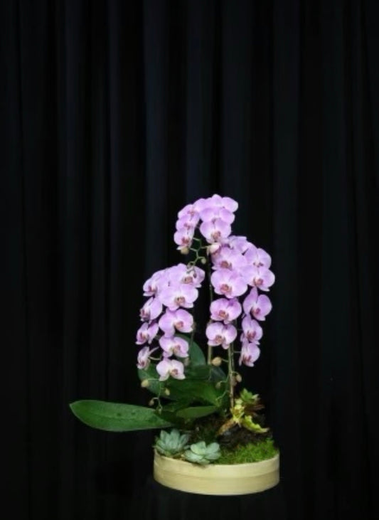 Tiny Garden 9
